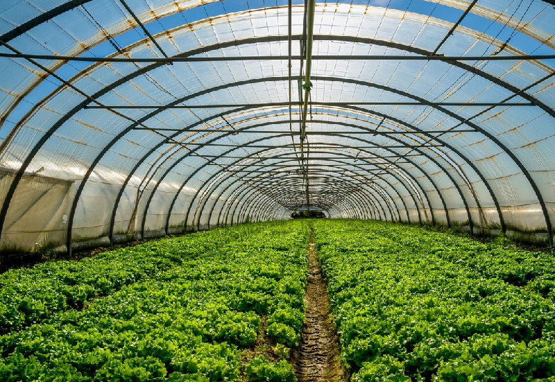 greenhouse